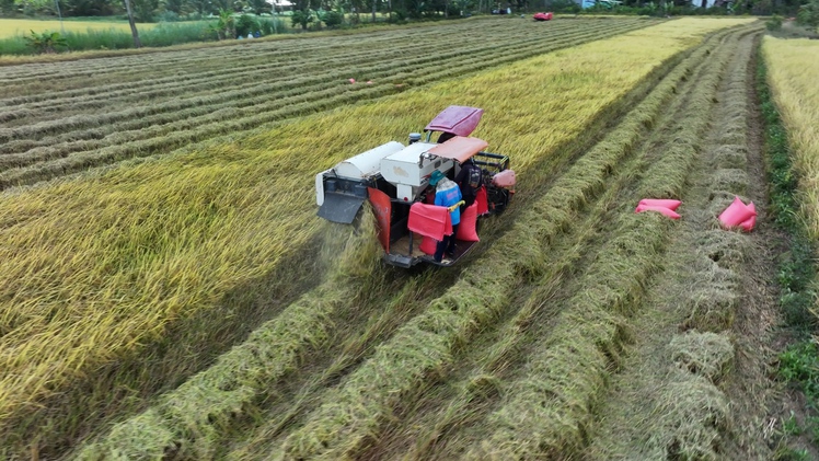 Miền Tây có loại gạo giá lên tới 112.000 đồng/kg