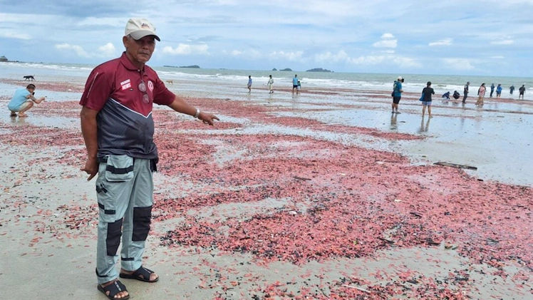 Tìm nguyên nhân hải sâm hồng phủ đầy bờ biển ở Thái Lan