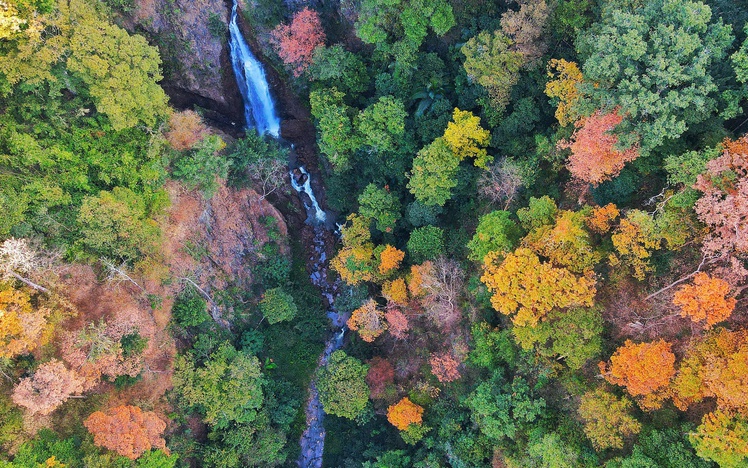 Seasonal leaf change transforms forest along Vietnam’s Mang Den Pass