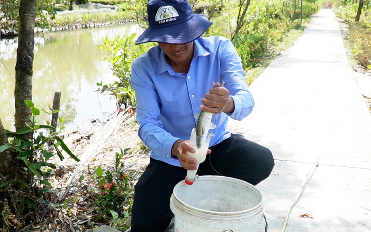 How fishermen in Vietnam’s Ca Mau catch mullet without hooks