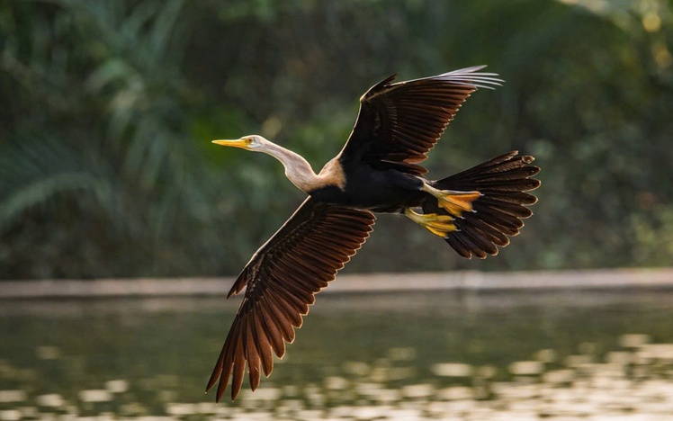 Growing number of rare darter birds spotted at Ho Chi Minh City’s Crescent Lake