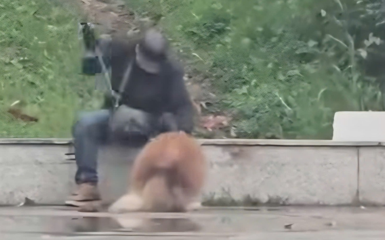 ‘I was wrong’: man admits hitting Alaska dog
