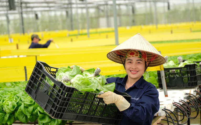 Xuất khẩu rau củ, sao vẫn khó?