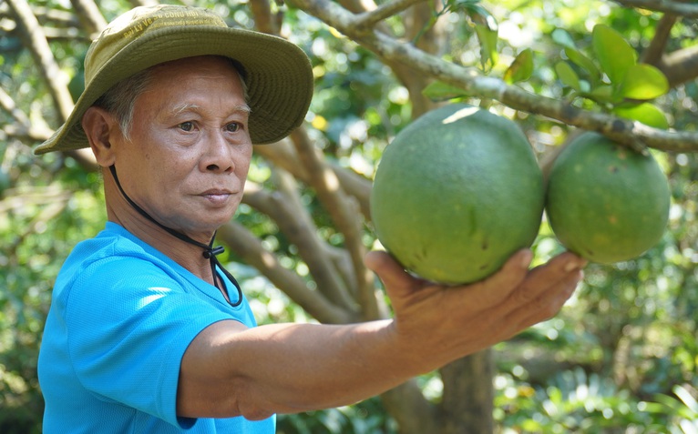 Mặn tăng nhanh bất ngờ, nhà vườn Bến Tre không kịp trở tay