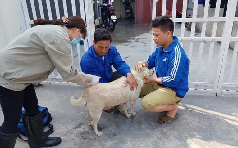 Kiểm soát bệnh dại bắt đầu từ quản lý chó, mèo