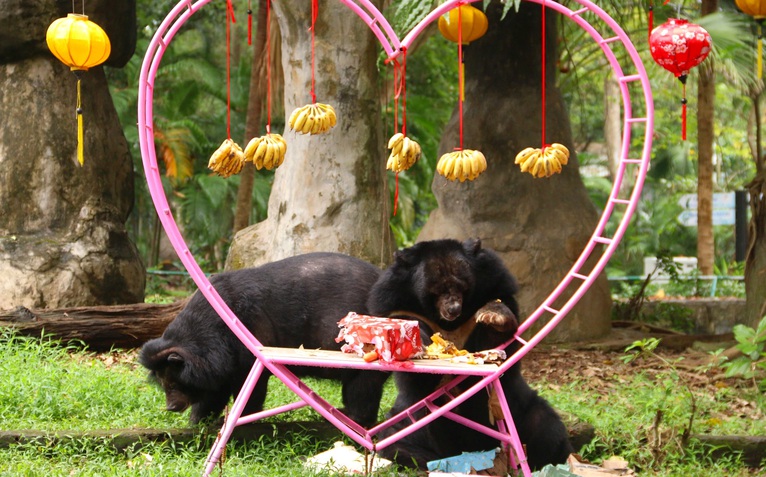 'Đám cưới ngọc trai' của cặp đôi gấu ngựa tại Thảo cầm viên nhân ngày Valentine
