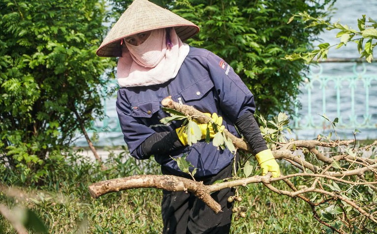 Hà Nội dự kiến sẽ chặt hạ, dịch chuyển 98 cây xanh để thi công con đường 'đắt nhất hành tinh'