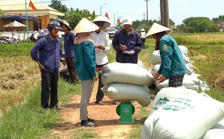 Liên kết sản xuất lúa hữu cơ bán ngay tại ruộng, nông dân lãi gấp 3