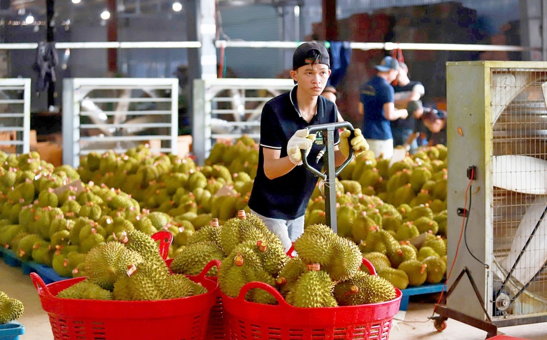 Kiến nghị làm rõ trách nhiệm vụ sầu riêng bị trả vì dư lượng cadimi