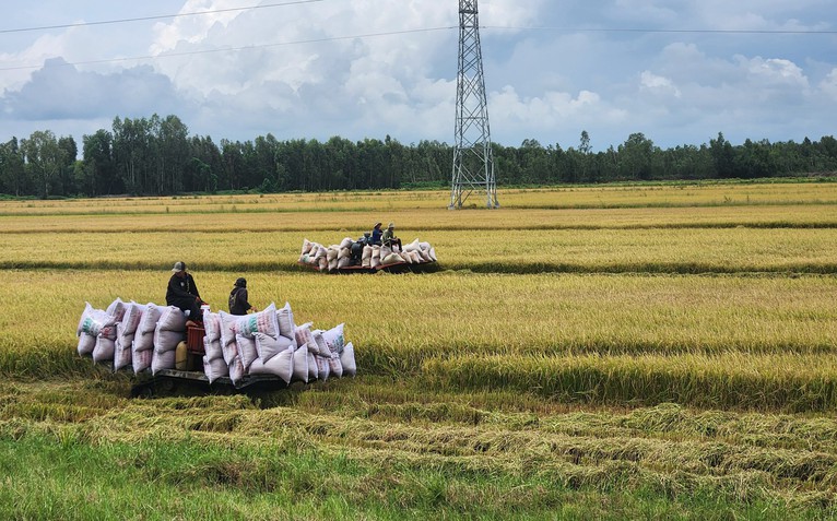An Giang đề nghị doanh nghiệp đẩy mạnh mua lúa giúp dân