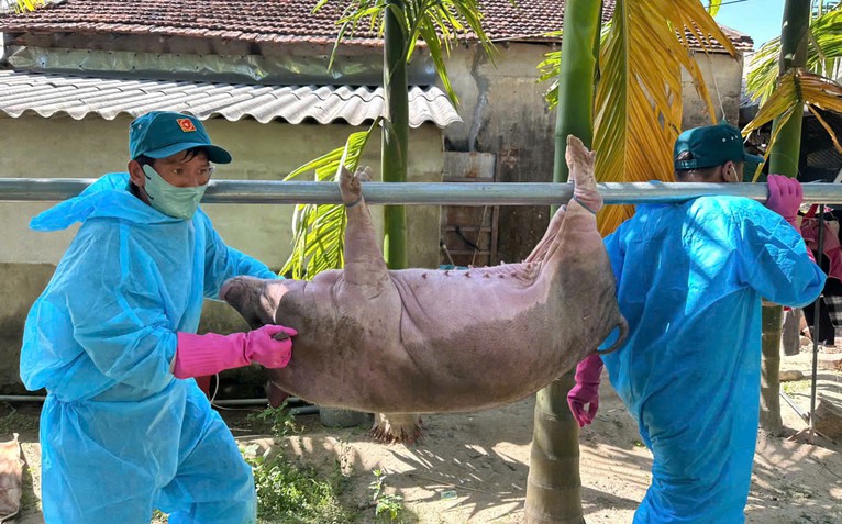 Dân Quảng Ngãi có heo bị dịch tả được hỗ trợ 40.000 đồng/kg