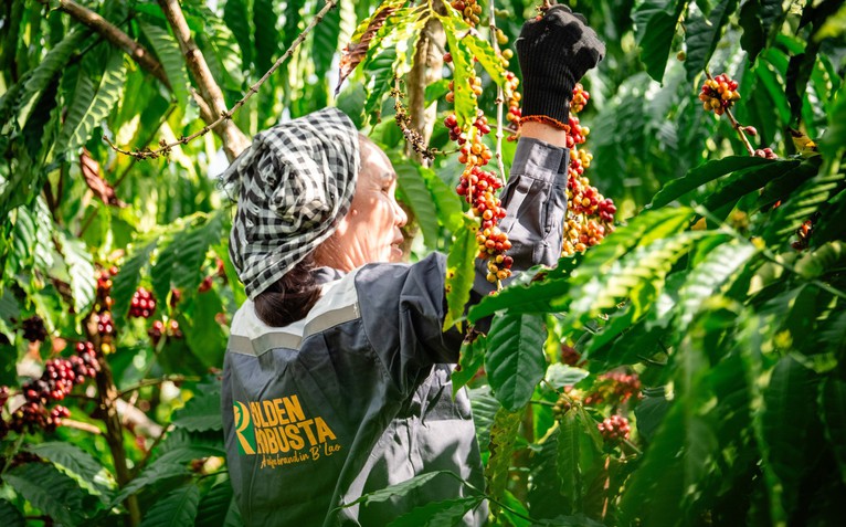 Để xây dựng thương hiệu Robusta Việt, cần tấm hộ chiếu nguồn gốc