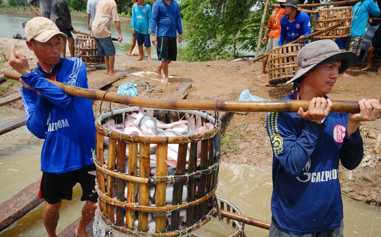 Giá cả đầu ngày: Giá cá tra, cá linh cùng giảm nhẹ, siêu thị tung khuyến mãi 20-10