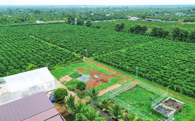 Những hạt Robusta 'không tên'