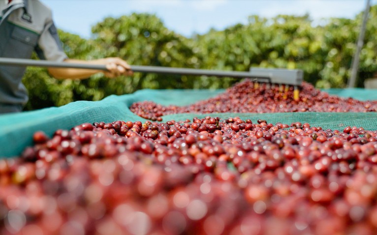 Mời bạn đọc tham gia diễn đàn ‘Làm gì để cà phê Robusta Việt thoát vai 'làm nền'?’
