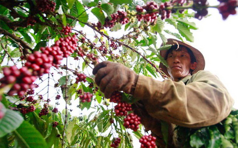 Robusta tuần qua: Đầu vụ giá tăng