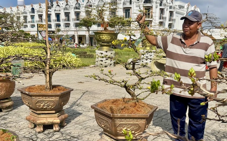 Thị trường hoa mai nhỏ, mai bonsai 'lên ngôi' cận Tết ở Rạch Giá