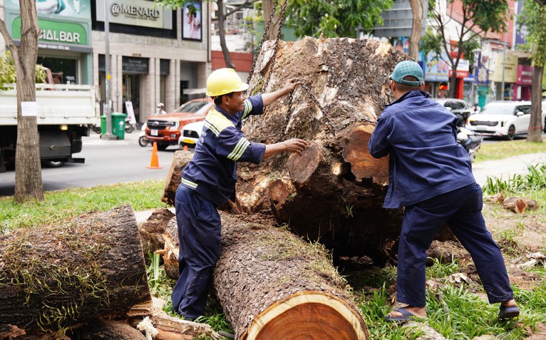 Đốn hạ cây ở công viên Lê Văn Tám và 15 cây xanh trên đường phố TP.HCM, công ty cây xanh nói gì?