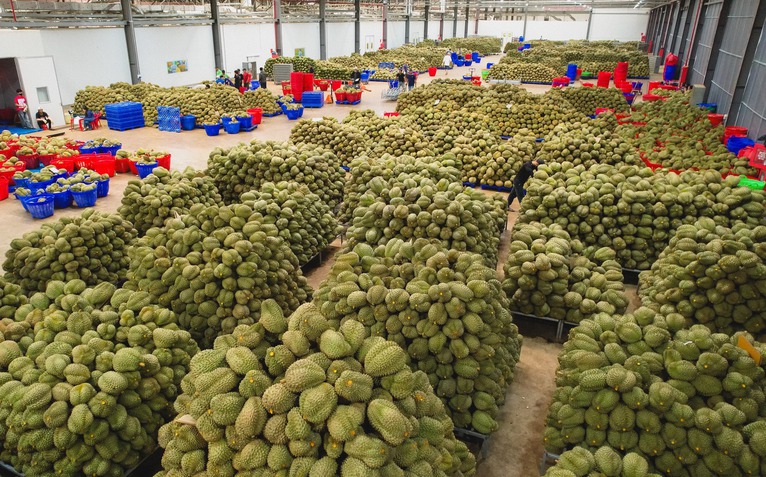Đề nghị Bộ Công an xử lý việc mua bán mã số, làm sai lệch kết quả kiểm nghiệm nông sản, sầu riêng