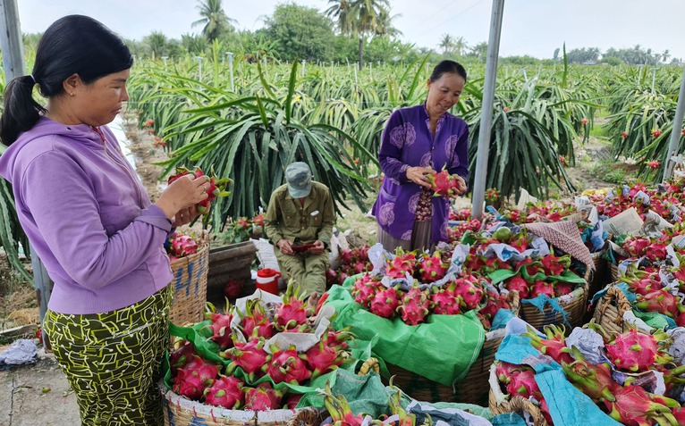 Thanh long rớt giá, nhà vườn miền Tây thua lỗ