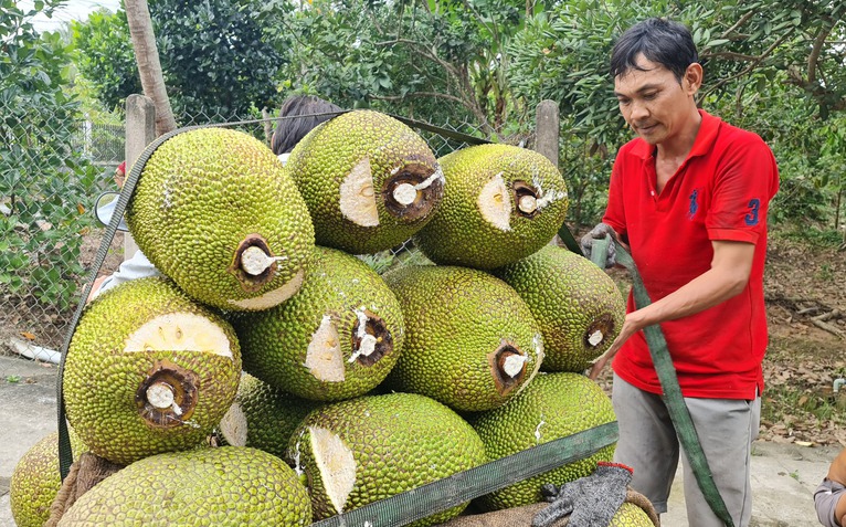 Mít rớt giá kéo dài, nhà vườn miền Tây trắng tay