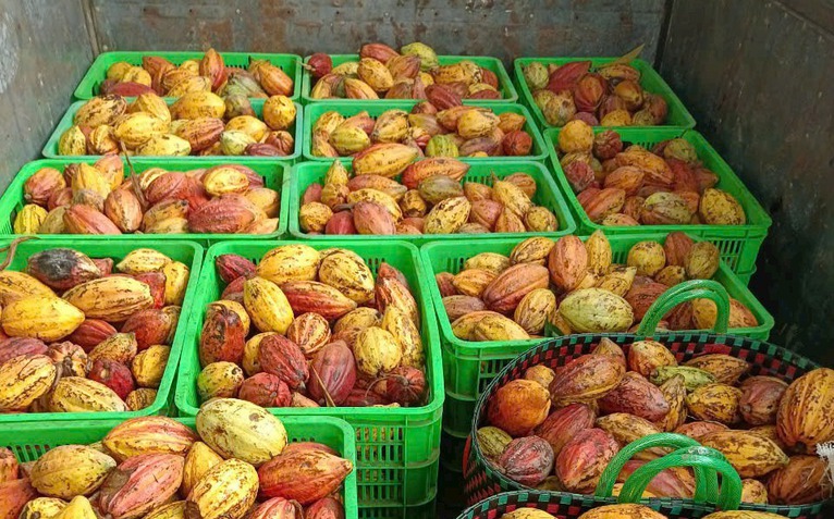 Tái sinh vỏ ca cao