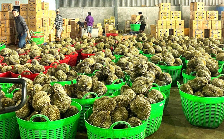 Sầu riêng xuất khẩu lại bị ách tắc kiểm nghiệm, Bộ Nông nghiệp và Môi trường chỉ đạo nóng
