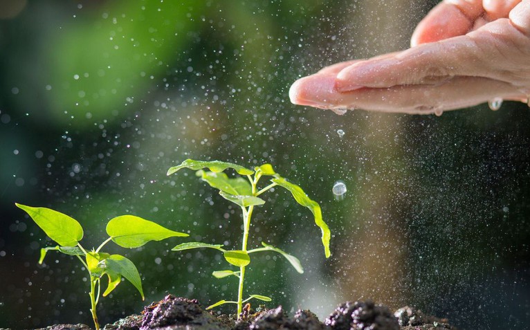 Thực vật toàn cầu đối mặt nguy cơ tuyệt chủng hàng loạt