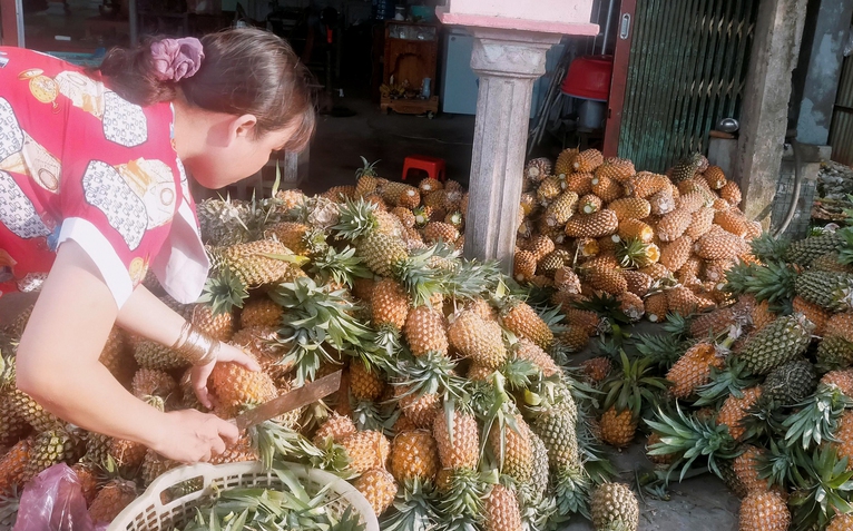 Giá khóm vùng Đồng Tháp Mười chỉ còn 4.500 đồng mỗi ký