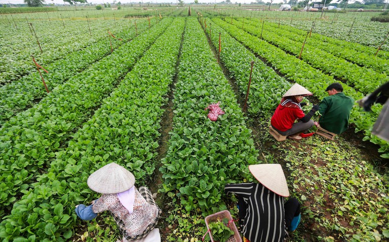 Việt Nam sắp có thêm tiêu chuẩn rau an toàn, nhưng không thay thế VietGAP