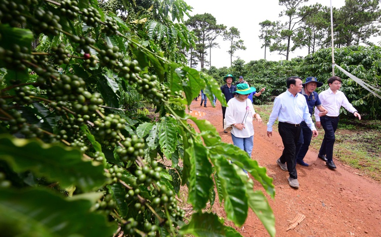 Gặp người đưa 110 héc ta Robusta bước vào cuộc chơi chất lượng cao