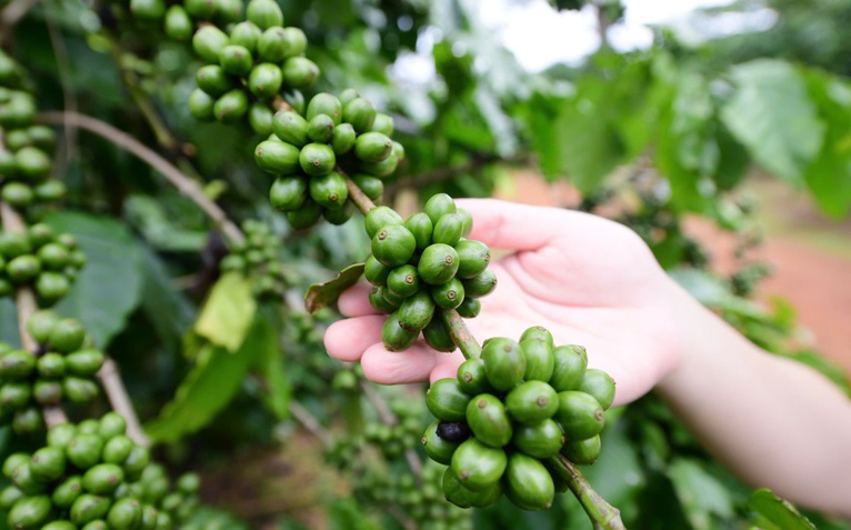 Giữa hội thảo tỉ đô về cà phê, một nông dân xin nói về... đất trồng