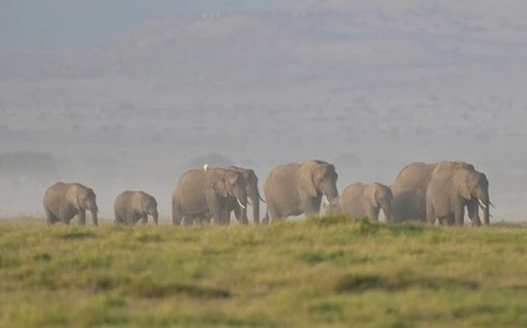 Kenya lúng túng vì 15 con voi chết bí ẩn trong thời gian ngắn