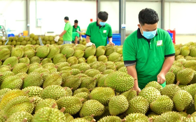 Những thay đổi trong quy trình, thủ tục cấp mã số vùng trồng nông sản, sầu riêng