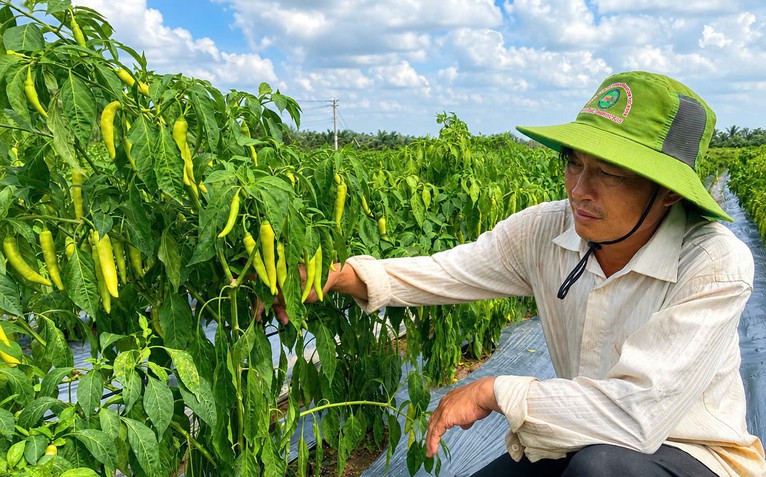 Chỉ cần trồng 10 công ớt, nông dân miền Tây ‘bỏ túi’ trên 500 triệu