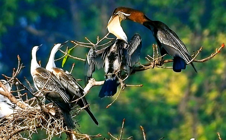 Quần thể chim cổ rắn quý hiếm với hơn chục tổ vào mùa nuôi con