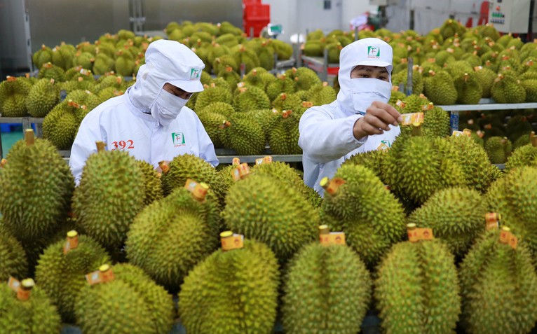 Điểm đáng lưu ý về thời gian cấp mã vùng trồng sầu riêng xuất khẩu sang Trung Quốc