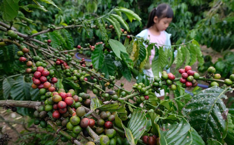 Khám phá 'chuẩn hoa hậu' của Robusta