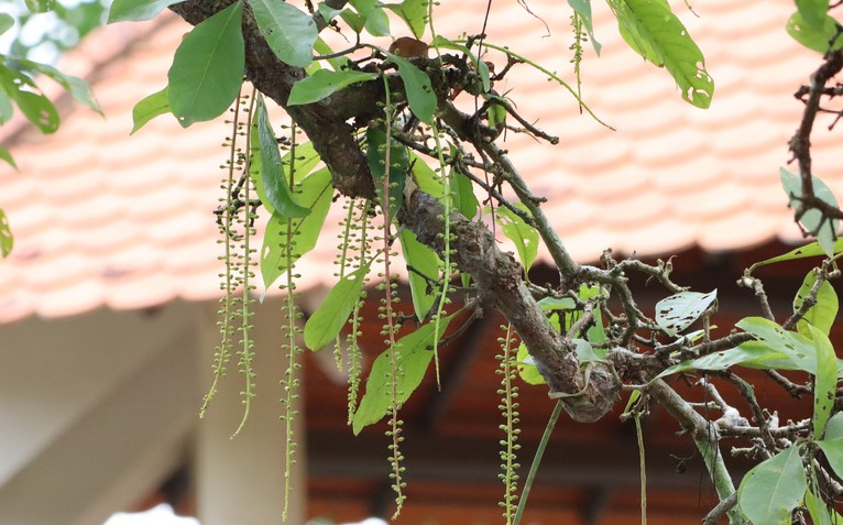 Chiêm ngưỡng cây lộc vừng hơn 300 năm tuổi ở Cần Thơ
