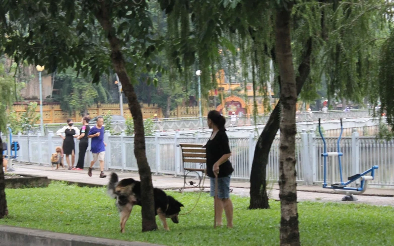 Unleashed dogs along Nhieu Loc - Thi Nghe Canal in Ho Chi Minh City spark safety concerns