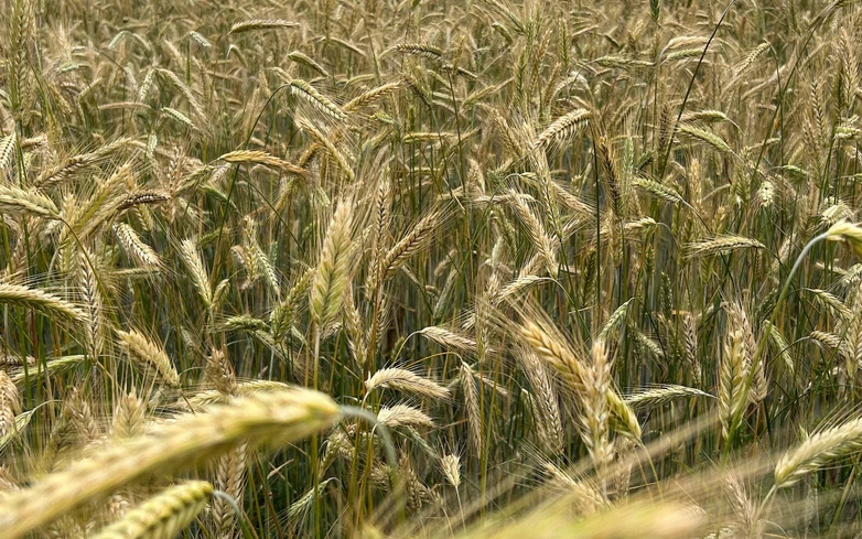 These farmers are producing record crops despite droughts and floods