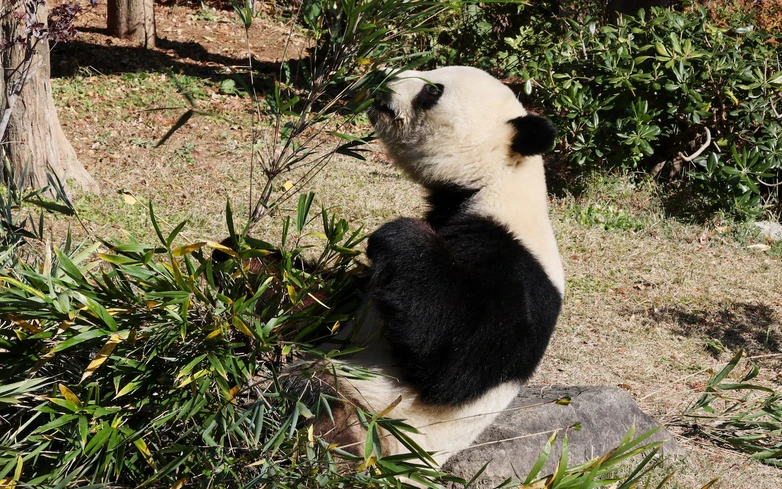 Japan's last 2 giant pandas are headed to China and fans just can't bear it