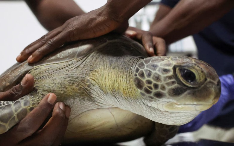 Conservationists fight to save Nigeria's sea turtles from pollution and poachers