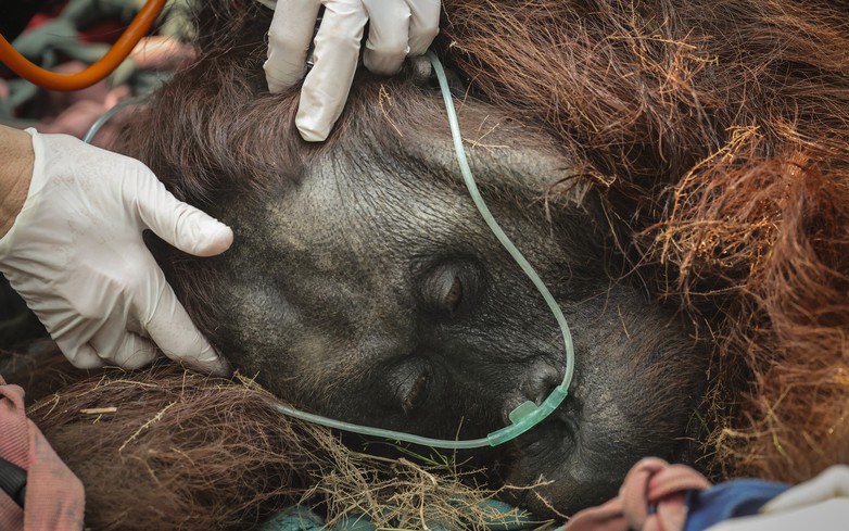 Indonesian rescue center takes in more orangutans as fires rage