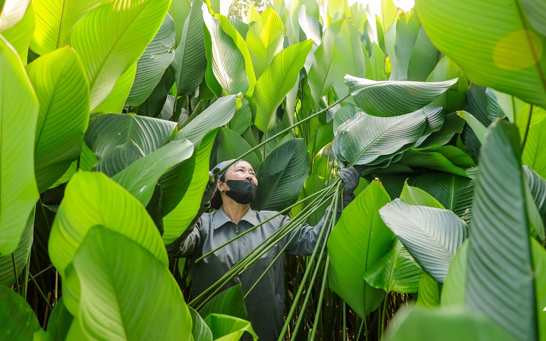 In Hanoi’s Trang Cat Village, ‘dong’ leaf harvest marks start of Tet season