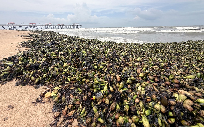 Water hyacinths, marine debris overwhelm tourist beaches in Ho Chi Minh City