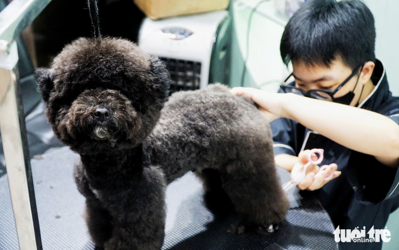 Young Vietnamese pet owners rush to grooming, boarding services ahead of Tet