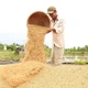Giữ “bồ lúa” miền Tây phát triển