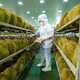 Danh sách mới nhất các phòng kiểm nghiệm Cadimi trong sầu riêng được Trung Quốc công nhận