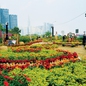 Check-in những vườn hoa tết miễn phí ở TP.HCM